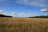 Август,_поле,_тра