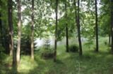 лес,_в_лесу,_пейз�