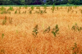 пшеница,_поле,_ле