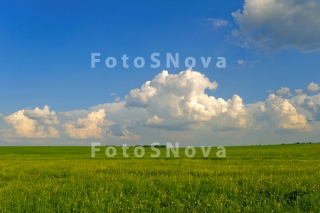 поле,_трава,_небо