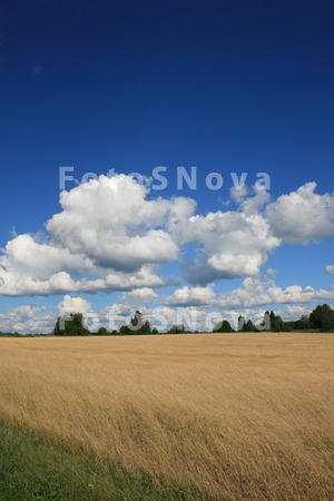 Июль,_поле,_трава