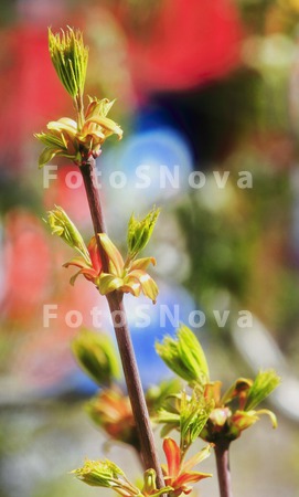 весна,_цветение,_