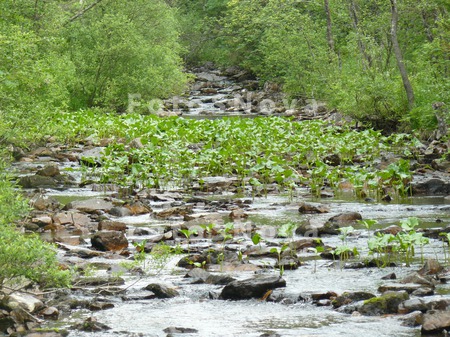 река,_водоросли,_