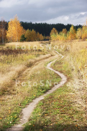 Поле,_тропинка,_