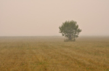 дерево,_туман,_по