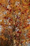 Листья,_деревья,_