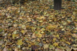 Осень,_листья,_оп