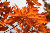 осень,_листья,_кл