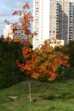 осень,_листья,_кл