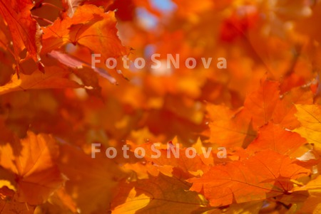 abstract;_autumn;_background;_