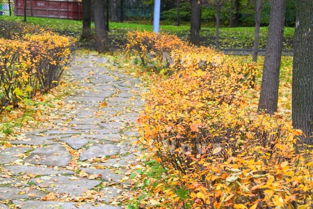 осень,_парк,_прир