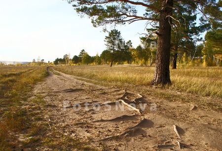 забайкалье,_лес,_