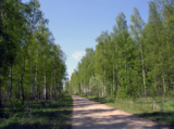 дерево,_зеленые_�
