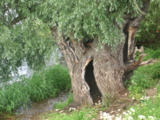 Старое_дерево,_д�