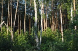 деревья,_лес,_рощ