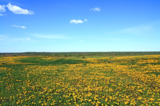 biology_blossom_blowball_blue_