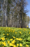весна,_цветы,_лют