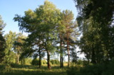 Березы,_голубое_�