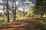 Бор,_осень,_сосны