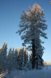Зима,_лес,_дерево