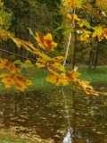 осень,_ветки,_вод