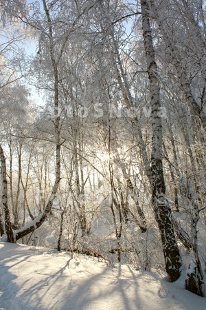 пейзаж,_зима,_лес