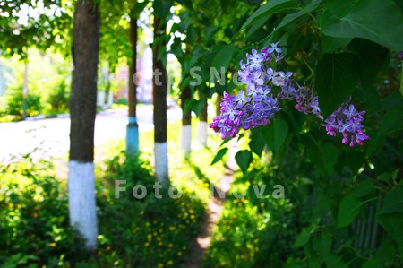 Сирень,_листва,_