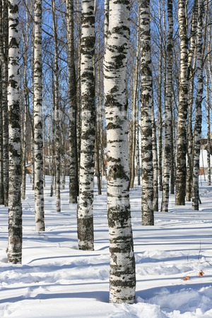 Коми,_Север,_весн