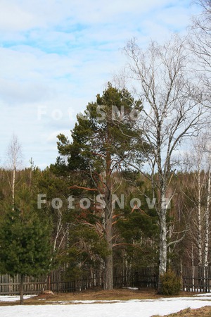 Коми,_Север,_весн
