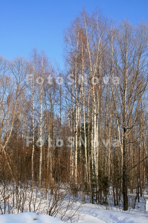 Коми,_Север,_весн