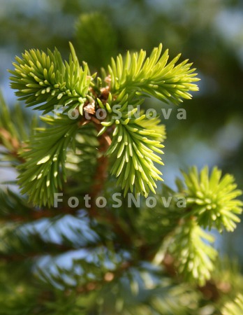 Весна,_деревья._�