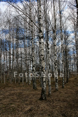 Коми,_Север,_весн