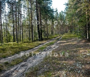 пейзаж_лес_дорог