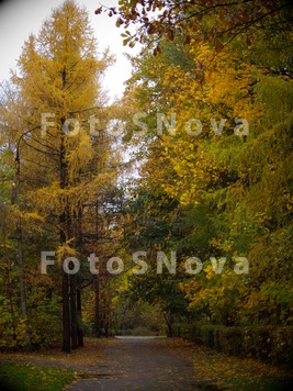 осень_аллея_парк
