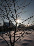 дерево,_снег,_зим
