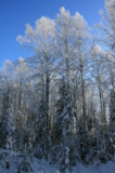 Зима,_лес,_снег,_б
