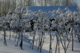 деревья,_зима,_мо