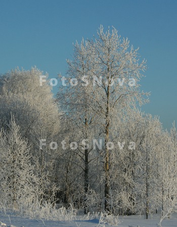 деревья,_зима,_мо