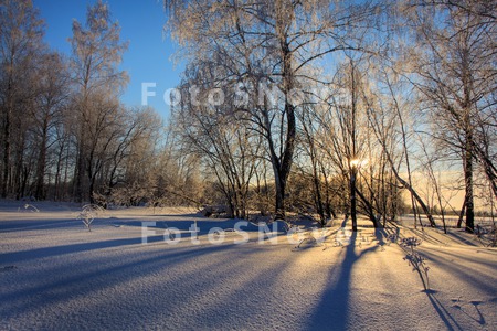 зима,_лес,_деревь