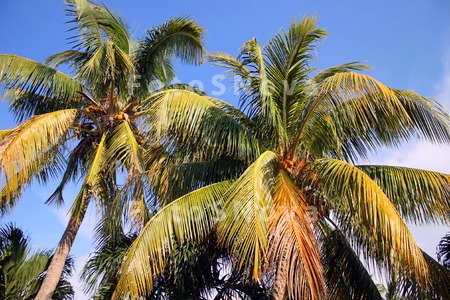пальмы,_кокосовы