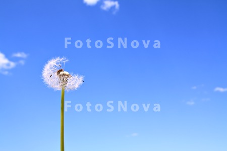 фон_природа_раст