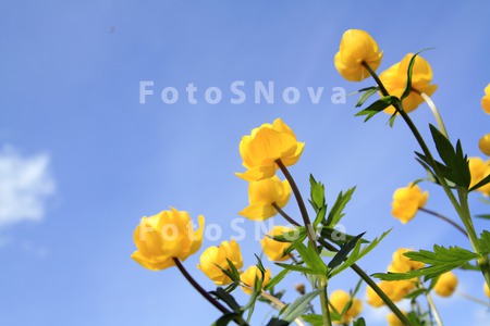 фон_растение_фло