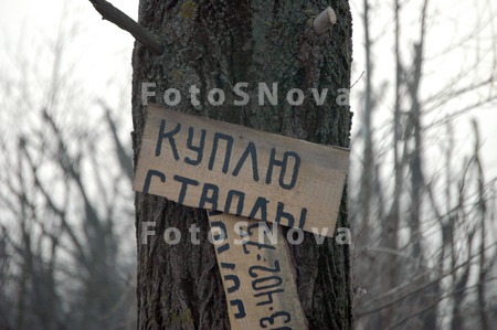 дерево;_ствол;_ст
