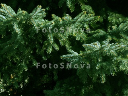 Nature,_flora,_plants,_conifer