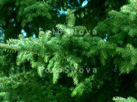 Nature,_flora,_plants,_conifer