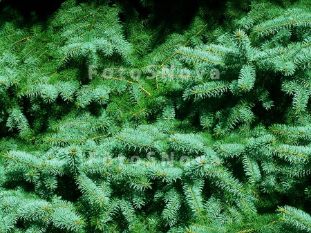 Nature,_flora,_plants,_conifer