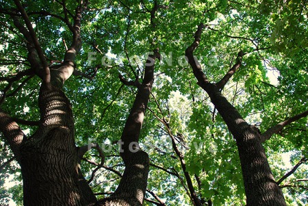 дерево,_лес,_парк
