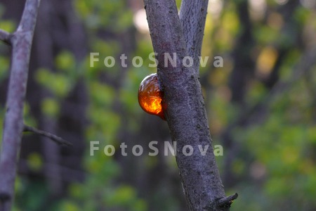 капелька_смолы_и