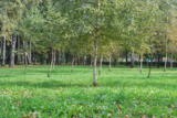 парк,_береза,