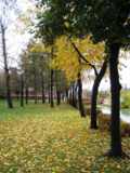плоды,_дерево,_кр